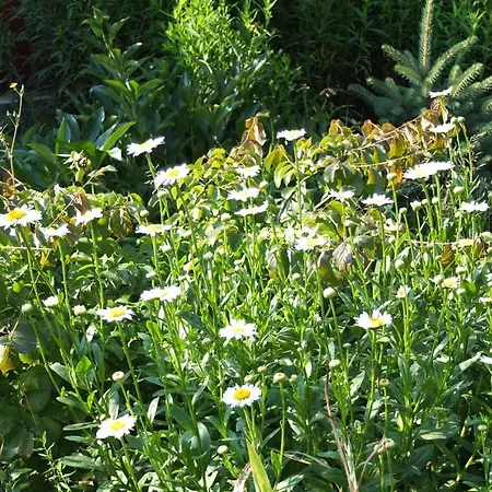 Muskatli Vendeghaz Appartement