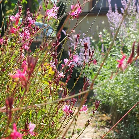 Muskatli Vendeghaz * Szeged