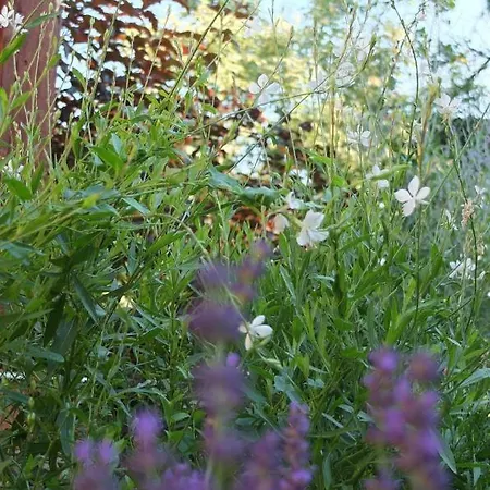 Muskatli Vendeghaz Appartement Szeged