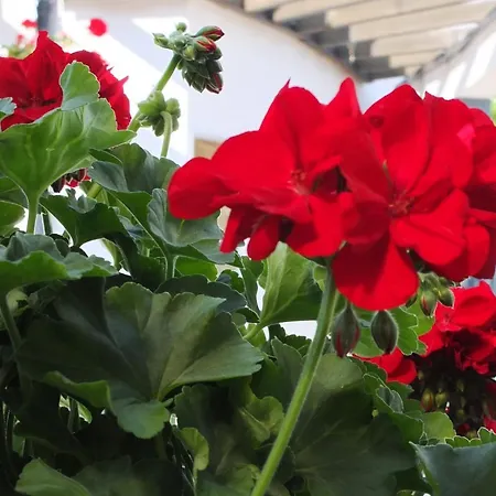 Appartement Muskatli Vendeghaz Szeged