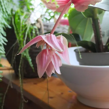 Muskatli Vendeghaz Szeged