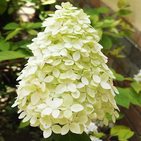 Muskatli Vendeghaz Appartement